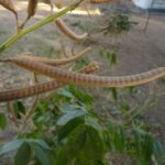 café de brusca vaina